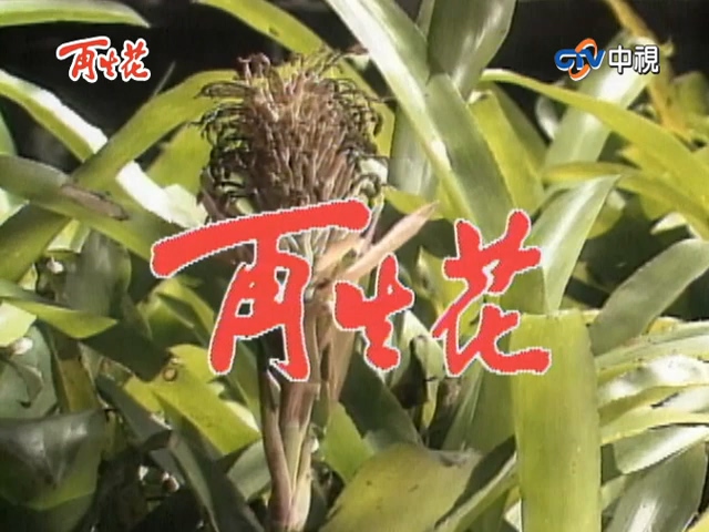 再生花1990第19集